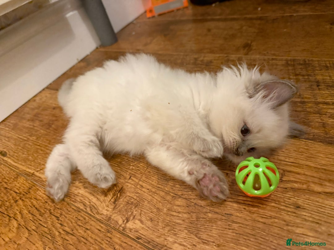 Ragdoll cats for sale: GCCF registered Pedigree Ragdoll kittens - Advert 14