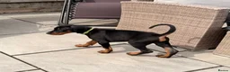 Dobermann dogs for sale: READY TO COLLET NOW | RKC DOBERMAN | CHAMPION LINE - Advert 39