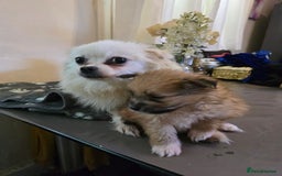 Pomeranian dogs for sale: Pure Breed Pomerian litters . - Image 6