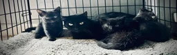 British Shorthair cats for sale: ❤ Beautiful Kittens ❤ – Ready for Loving Homes ❤ in Hull - Advert 4