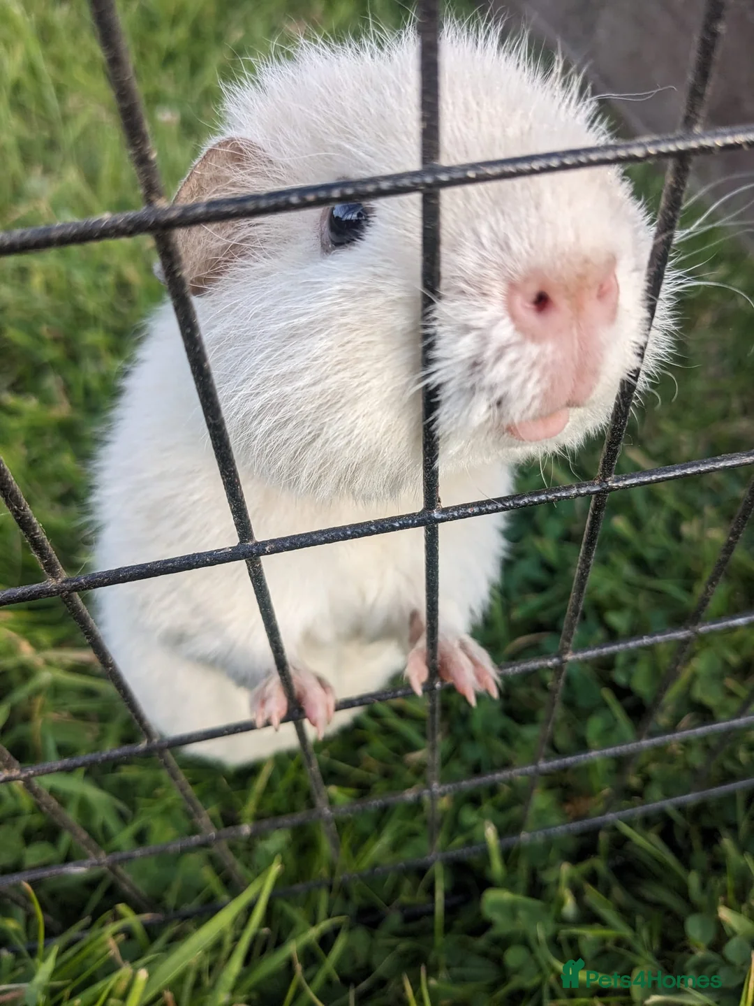 Guinea Pig rodents for sale: Teddy guinea pigs for rehoming  - Advert 3