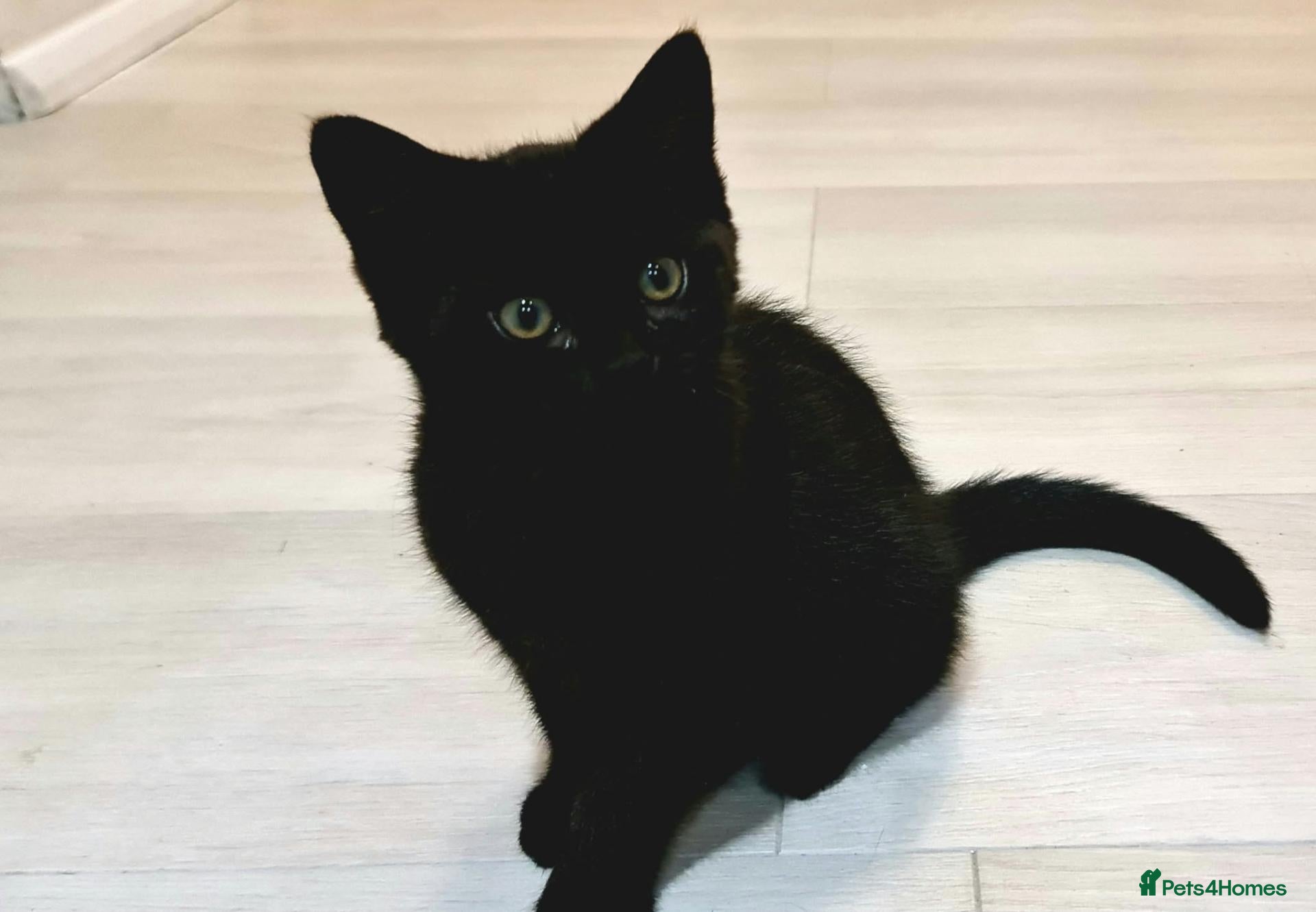 British Shorthair cats for sale: British Shorthair Cross Kittens for Sale - Advert 3