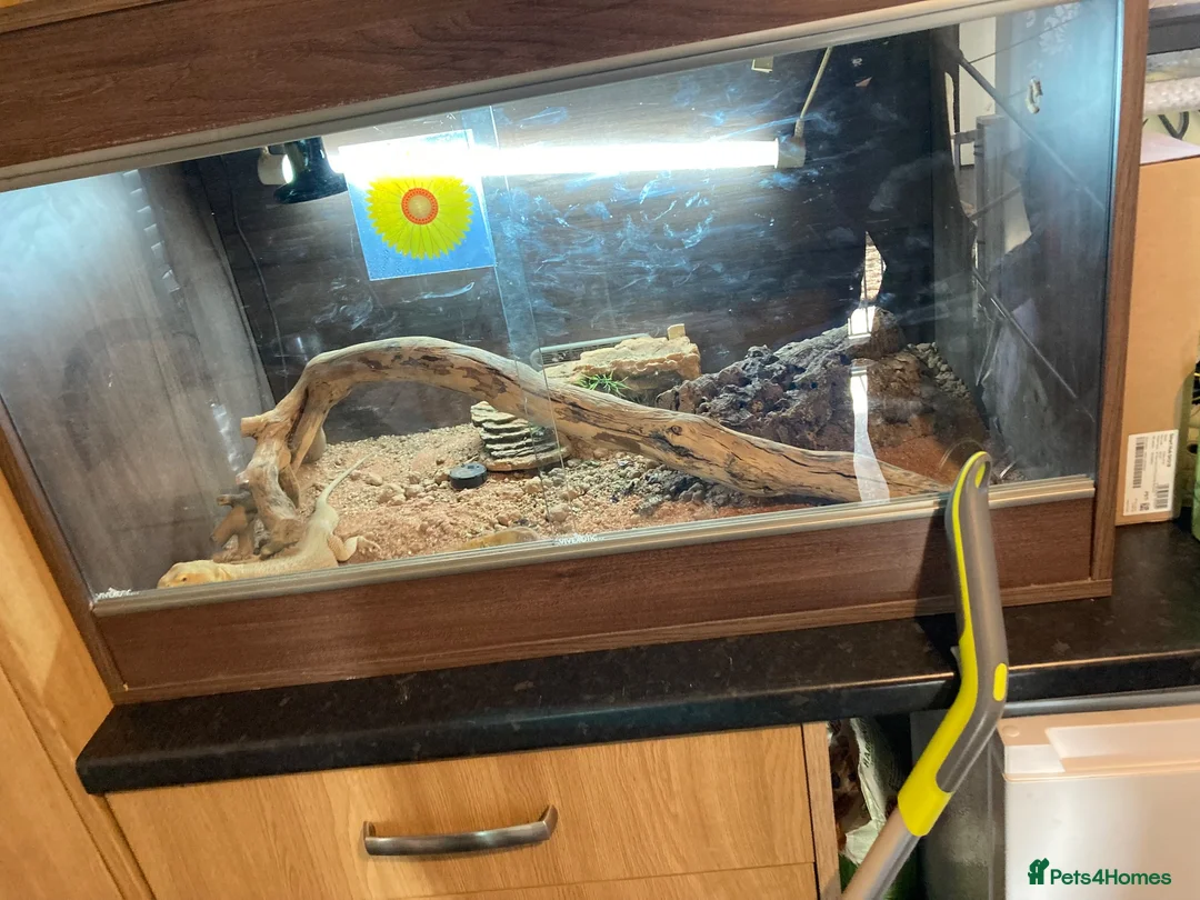 Bearded Dragon reptiles for sale: Beared dragon  - Advert 2
