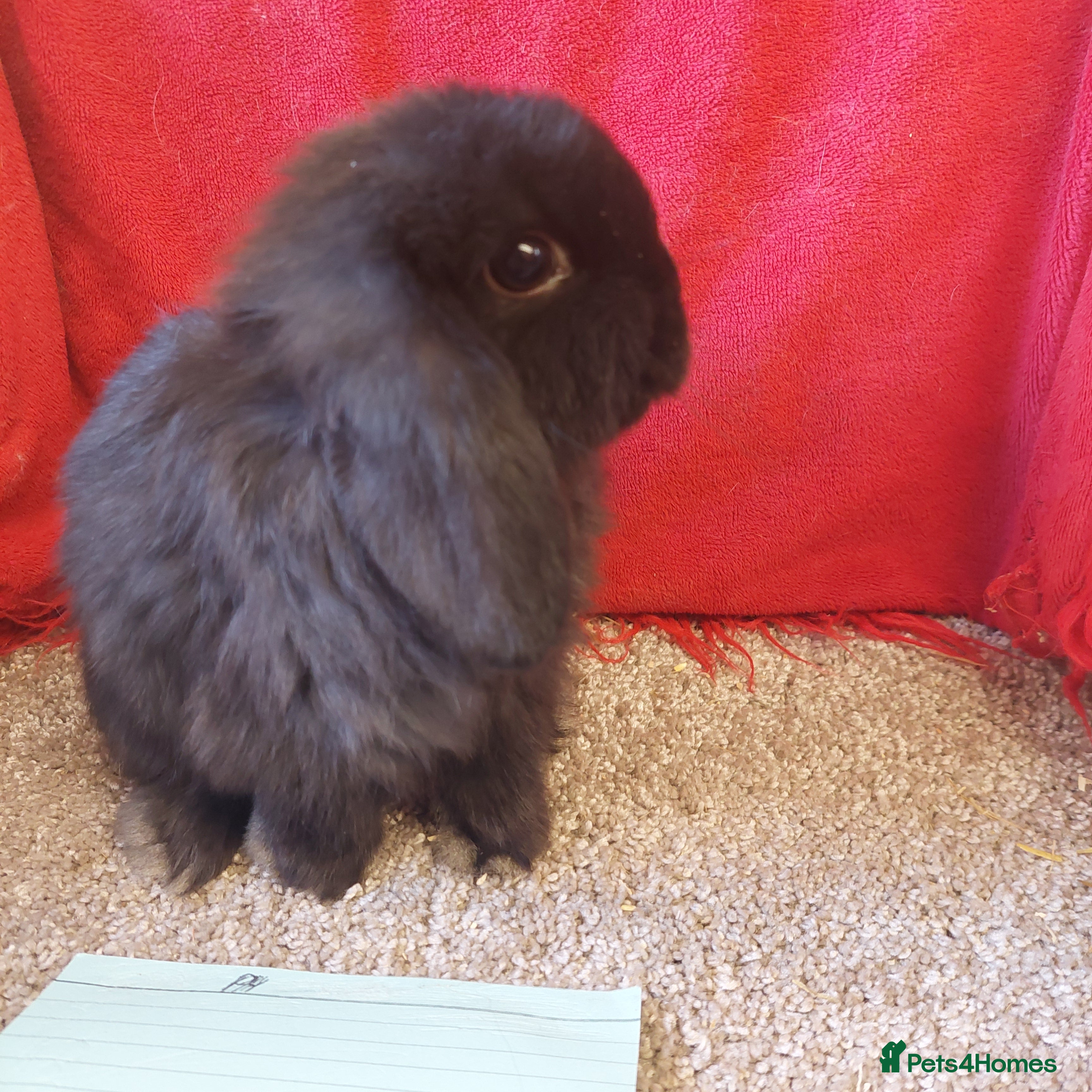 Mini Lop rabbits Minilop babys bucks & does  - Advert 12