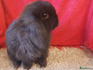 Mini Lop rabbits Minilop babys bucks & does - Advert 12