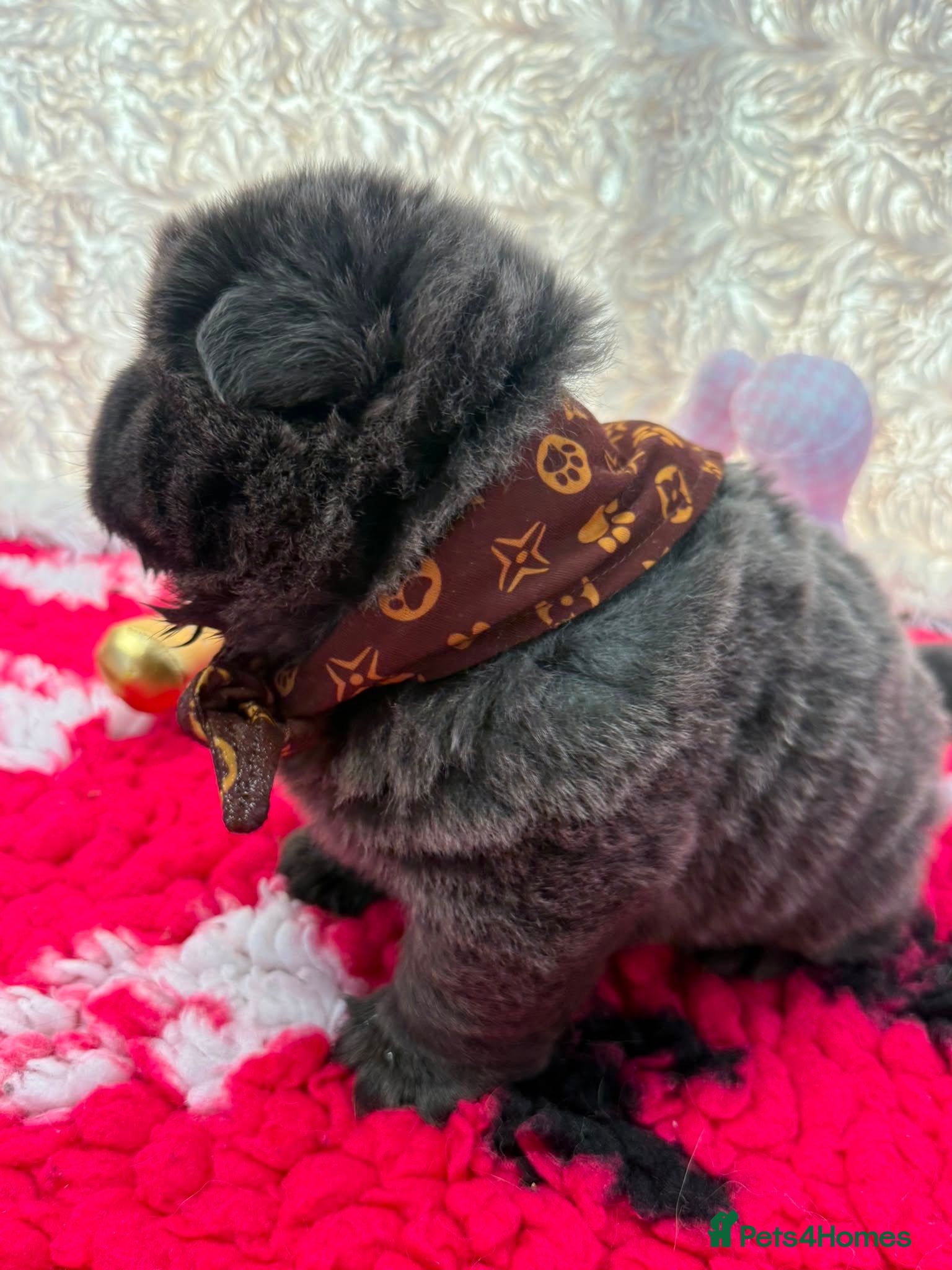Chow Chow dogs 🐾🧸💙RARE SOLID BLUE CHOW CHOW PUPPIES🐾🧸💙 - Advert 2