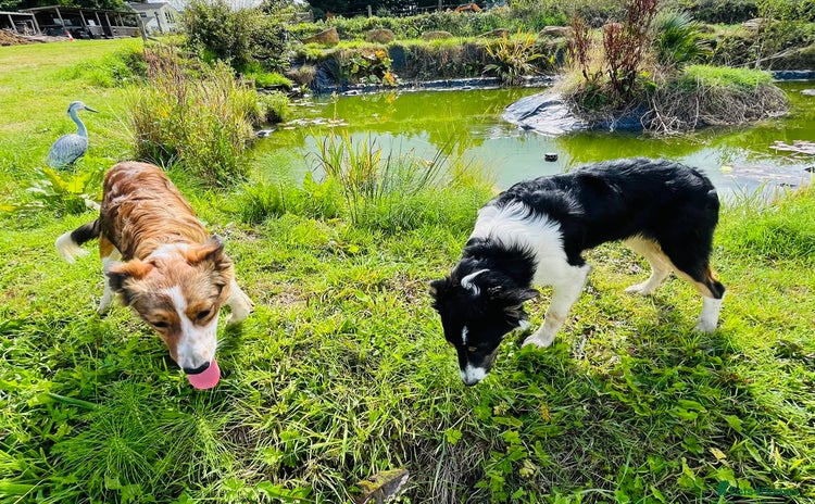 Border Collie dogs - Advert 1