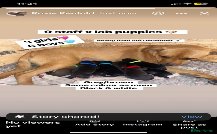 Mixed Breed dogs - Advert 2