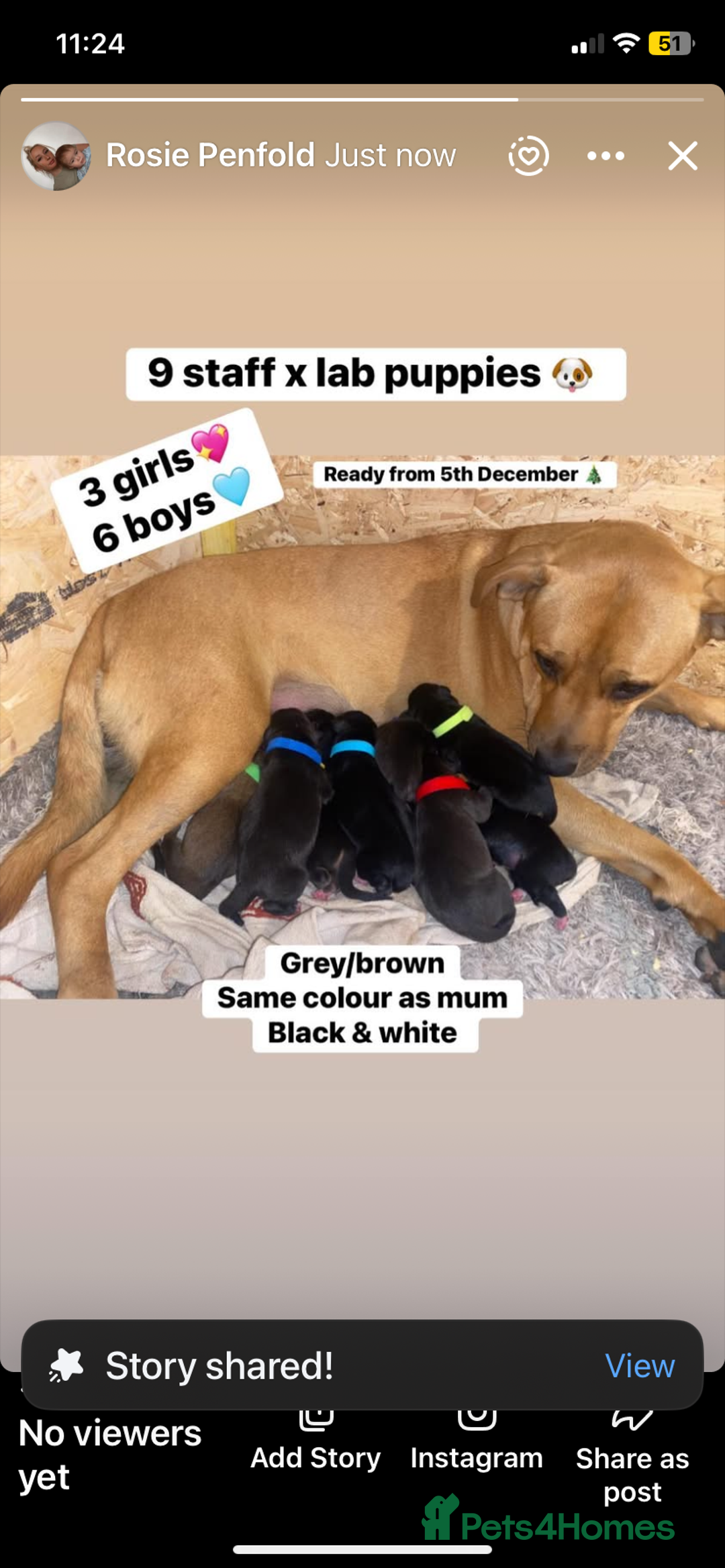Mixed Breed dogs for sale: Lab cross puppies - Image 1