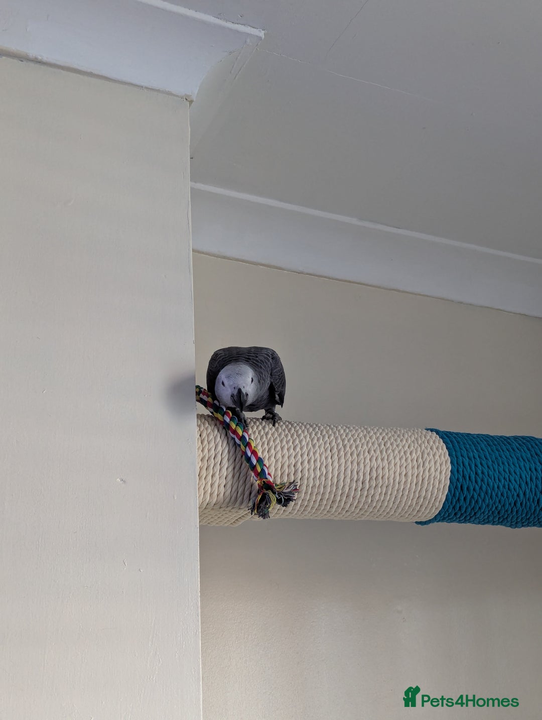 Parrots birds for sale: African grey parrot (Skittles) - Image 4