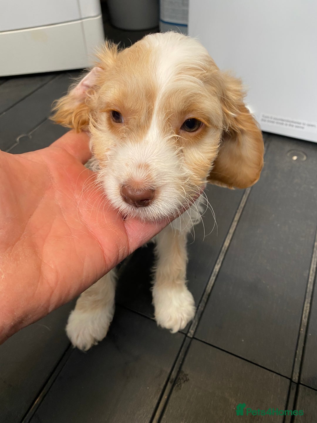 Cockapoo dogs for sale: AMAZING STUNNING F1 SHOW TYPE COCKAPOO  - Image 16