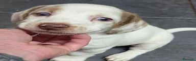 Chiweenie 1