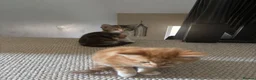 Mixed Breed cats for sale: 2 boys and 1 girl kittens available  in Farnham - Advert 5