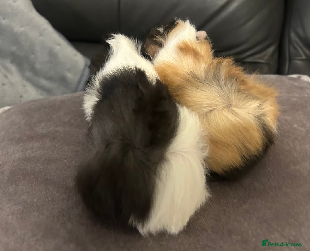 Guinea Pig rodents for sale: A pair of baby girl (sow) guinea pigs - Advert 4
