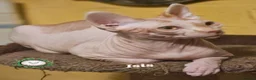 Sphynx cats for sale: Ready to go Canadian Sphynx Champion father line.  - Advert 13