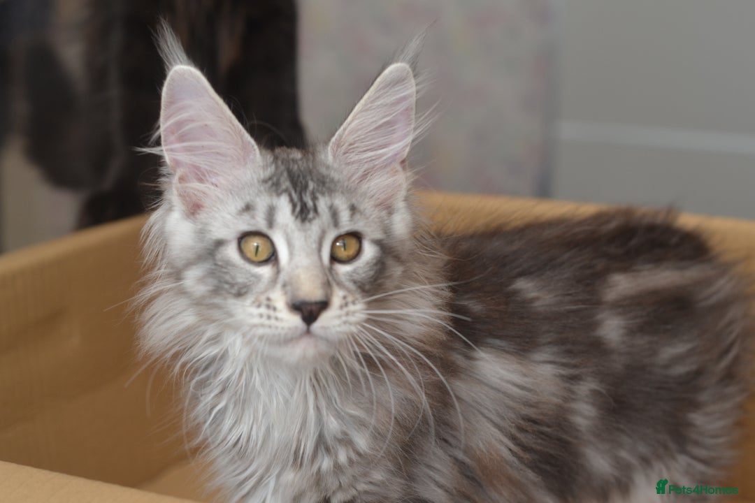 Maine Coon cats for sale: Tica Registered Maine Coon Kittens *ready now* - Image 9