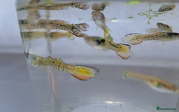 Live Bearers fish for sale: Guppy fish males tiger hybrids - Image 7