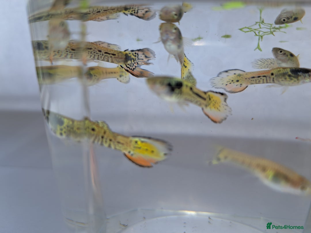 Live Bearers fish for sale: Guppy fish males tiger hybrids - Image 7