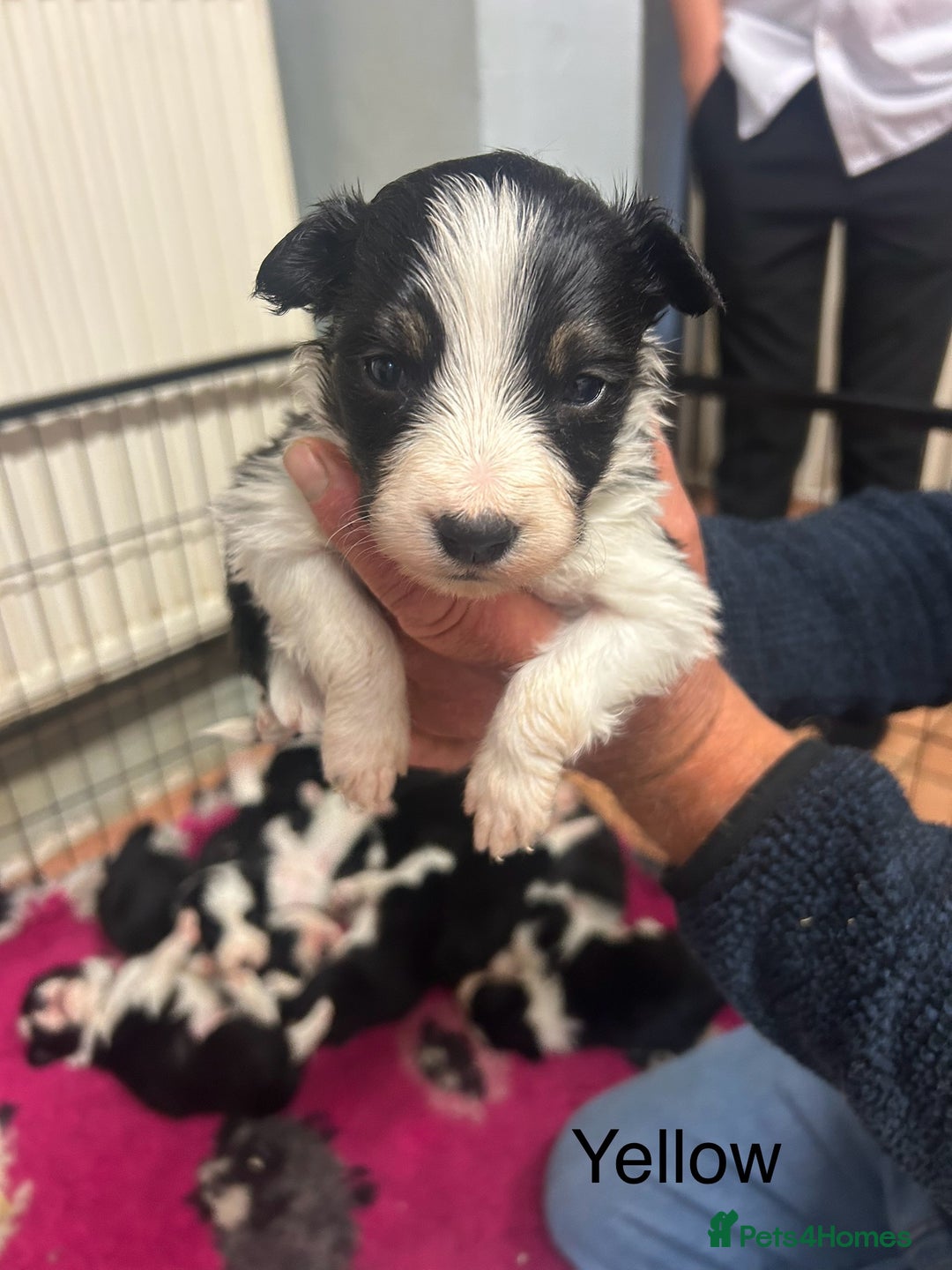 Mixed Breed dogs for sale: Border collie cross/bearded collie puppies  - Image 5