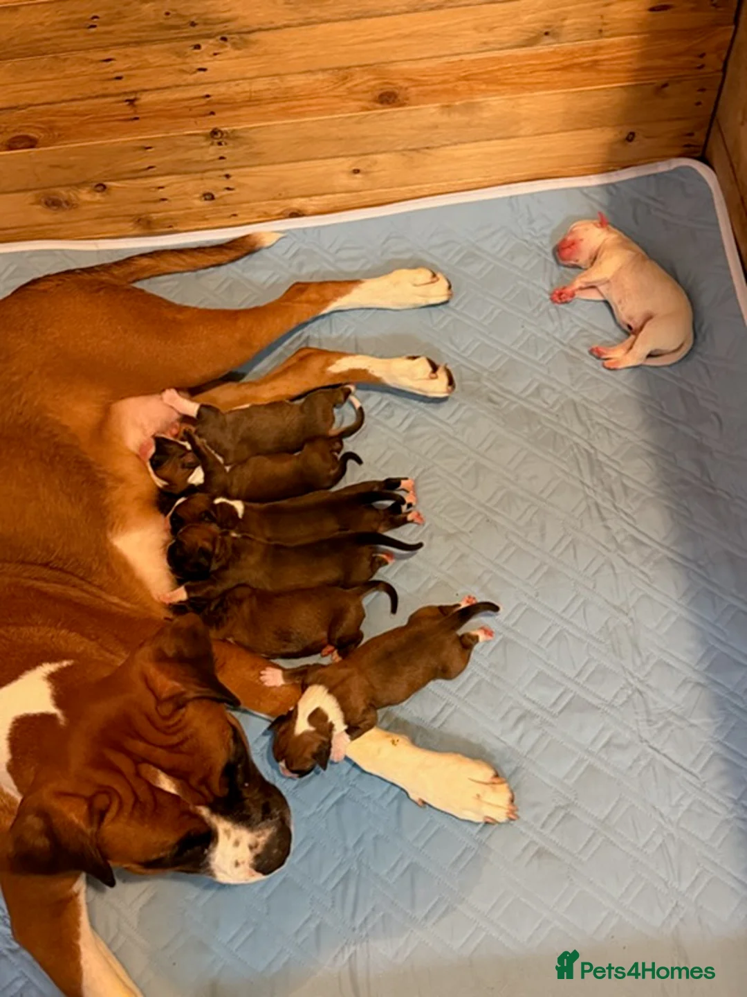 Boxer dogs for sale: Boxer Puppies in Glasgow - Advert 1