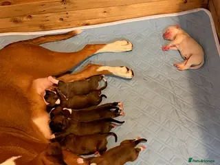 Boxer dogs Boxer Puppies - Advert 14