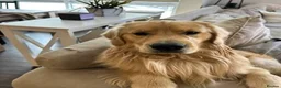 Golden Retriever dogs for sale: Beautiful Golden Retriever  - Advert 3