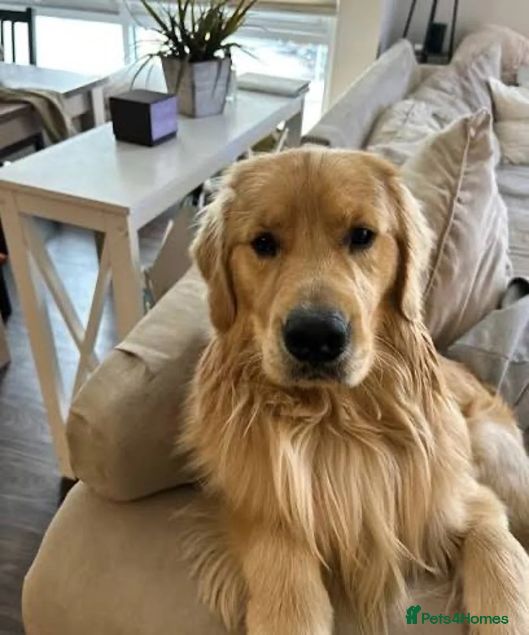 Golden Retriever dogs for sale: Beautiful Golden Retriever  - Advert 3