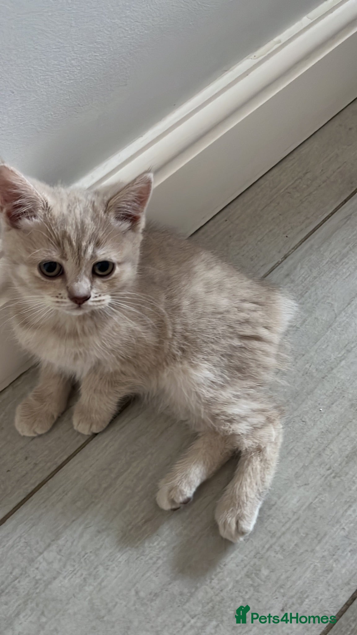 Manx cats Rear Manx kitten  - Advert 1