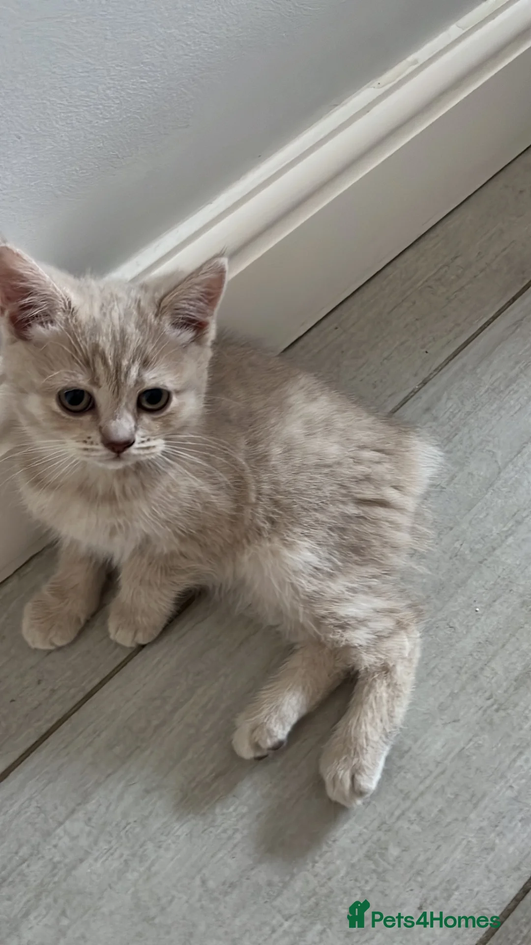 Manx cats for sale: Rear Manx kitten  - Advert 1