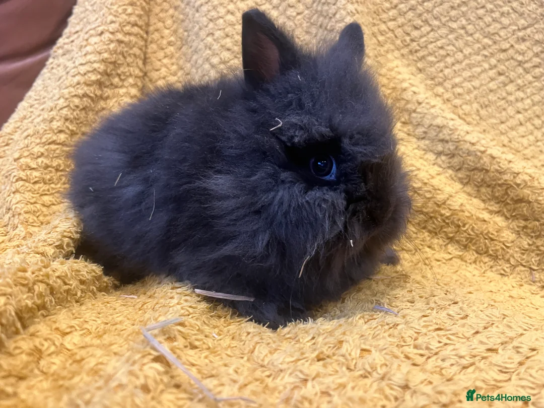 Mini Lop rabbits for sale: Mini lops  and mini double maned lionheads  - Advert 35
