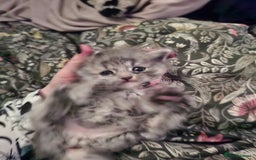 Mixed Breed cats for sale: Kittens looking for new home - Image 6