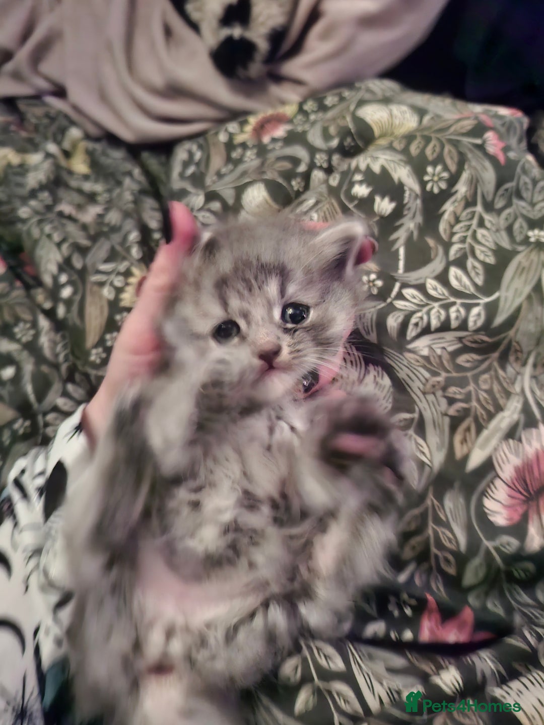 Mixed Breed cats for sale: Kittens looking for new home - Image 6