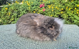 Angora rabbits for sale: 😍Large Angora babies- parents imported from 🇫🇷  - Image 21