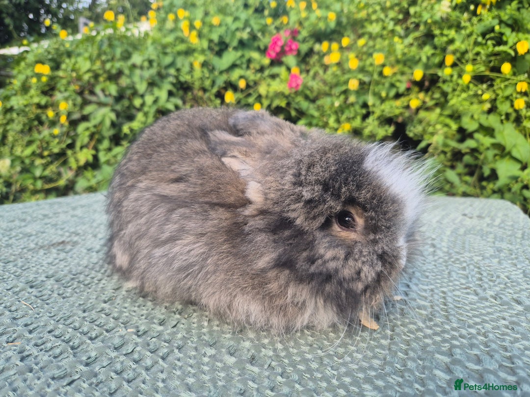 Angora rabbits for sale: 😍Large Angora babies- parents imported from 🇫🇷  - Image 21