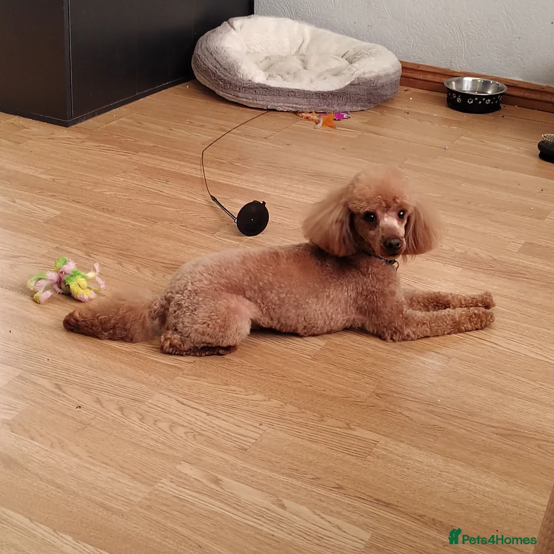 Toy Poodle dogs for stud: Full health tested stud in Blackburn - Advert 5