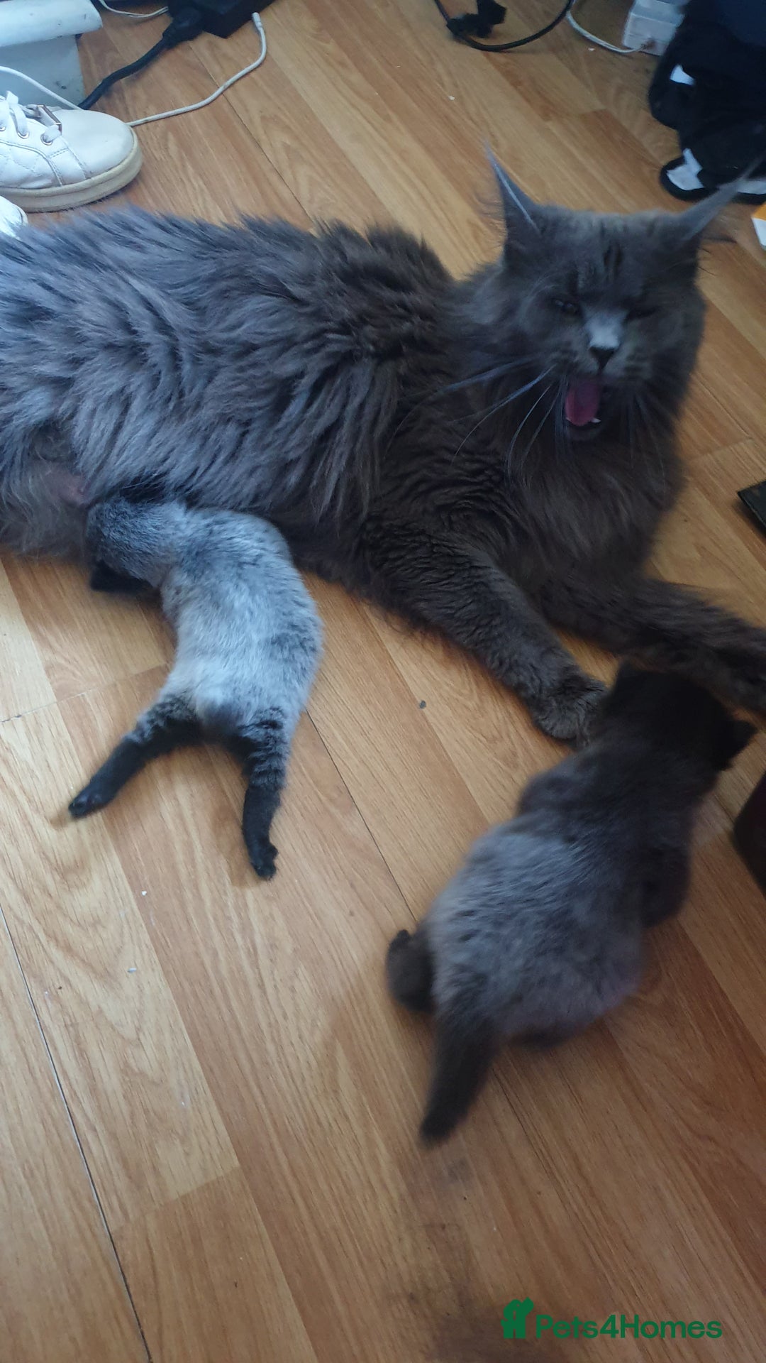 Maine Coon cats for sale: Maine coon cross kittens  - Image 2