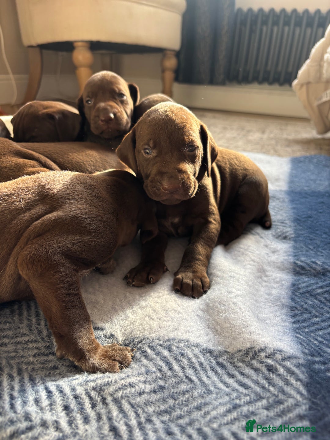 German Shorthaired Pointer dogs for sale: Stunning KC German Shorthaired Pointer Puppies - Image 7