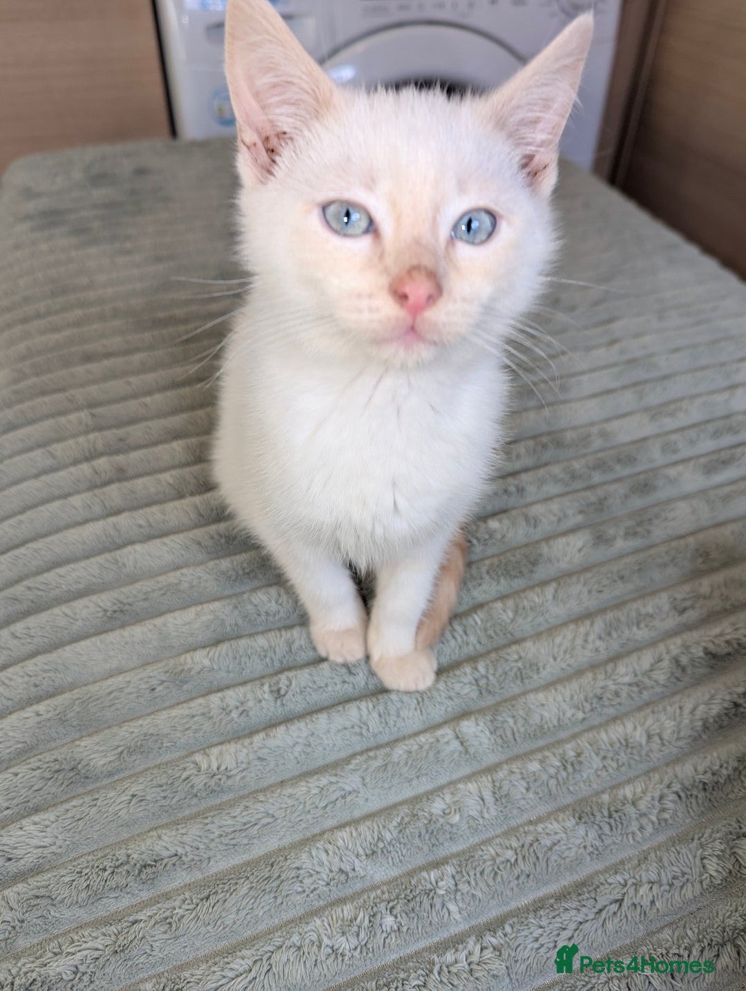 Siamese cats for sale: Flame point Siamese kitten male  - Advert 3
