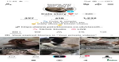 Savannah cats - Advert 7