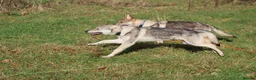 Saarloos Wolfdog dogs for sale: READY NOW Czechoslovakian wolfdog - Advert 3