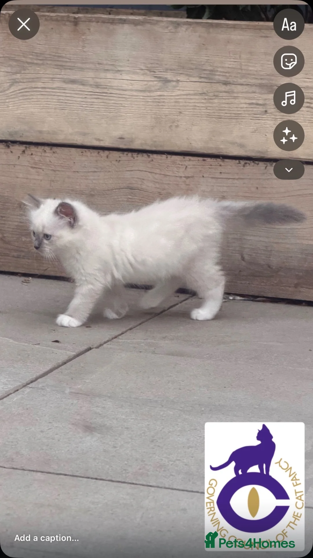 Ragdoll cats for sale: GCCF Ragdoll Kitten - Advert 2