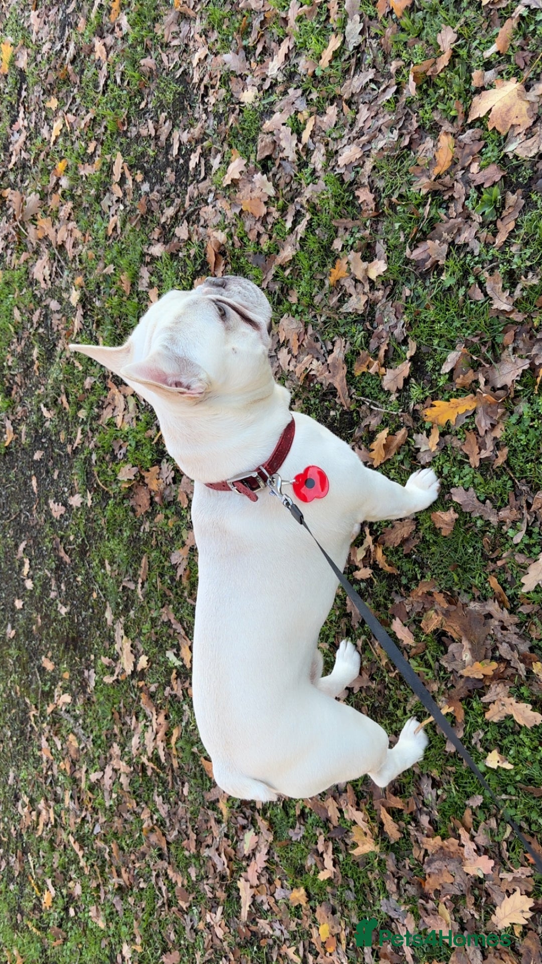 French Bulldog dogs for sale: 1 year old boy pink/white French bull dog  - Advert 2