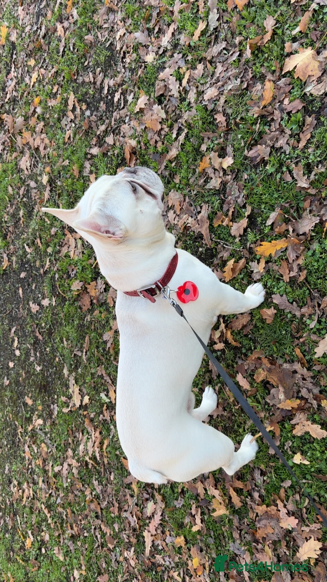 French Bulldog dogs for sale: 1 year old boy pink/white French bull dog  - Advert 2