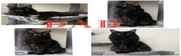 Maine Coon cats for sale: TICA EXCEPTIONAL GIANT & GENTLE MAINE COON KITTENS in Greenford - Advert 7