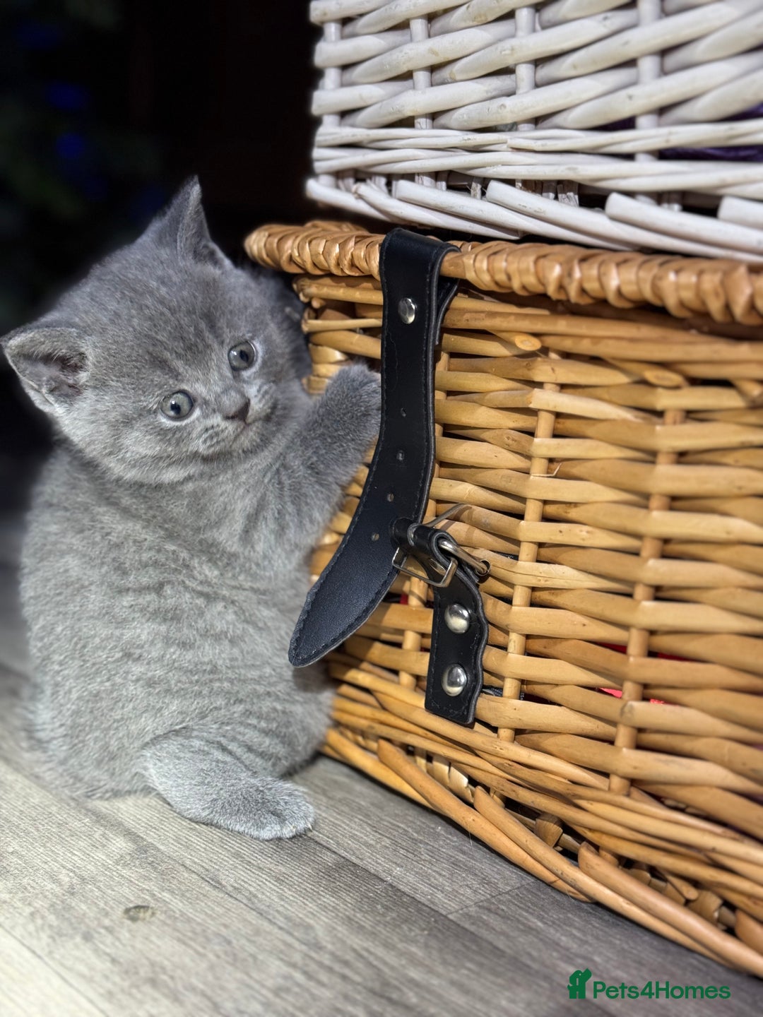 British Shorthair cats for sale: Beautiful British Shorthair Blue Kittens Available - Advert 22