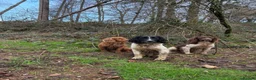 English Springer Spaniel dogs for stud: Elishade Misty Horizon (Dipper) - Advert 6