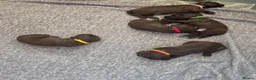 Sprocker dogs for sale: Sprocker spaniel puppies  - Advert 8