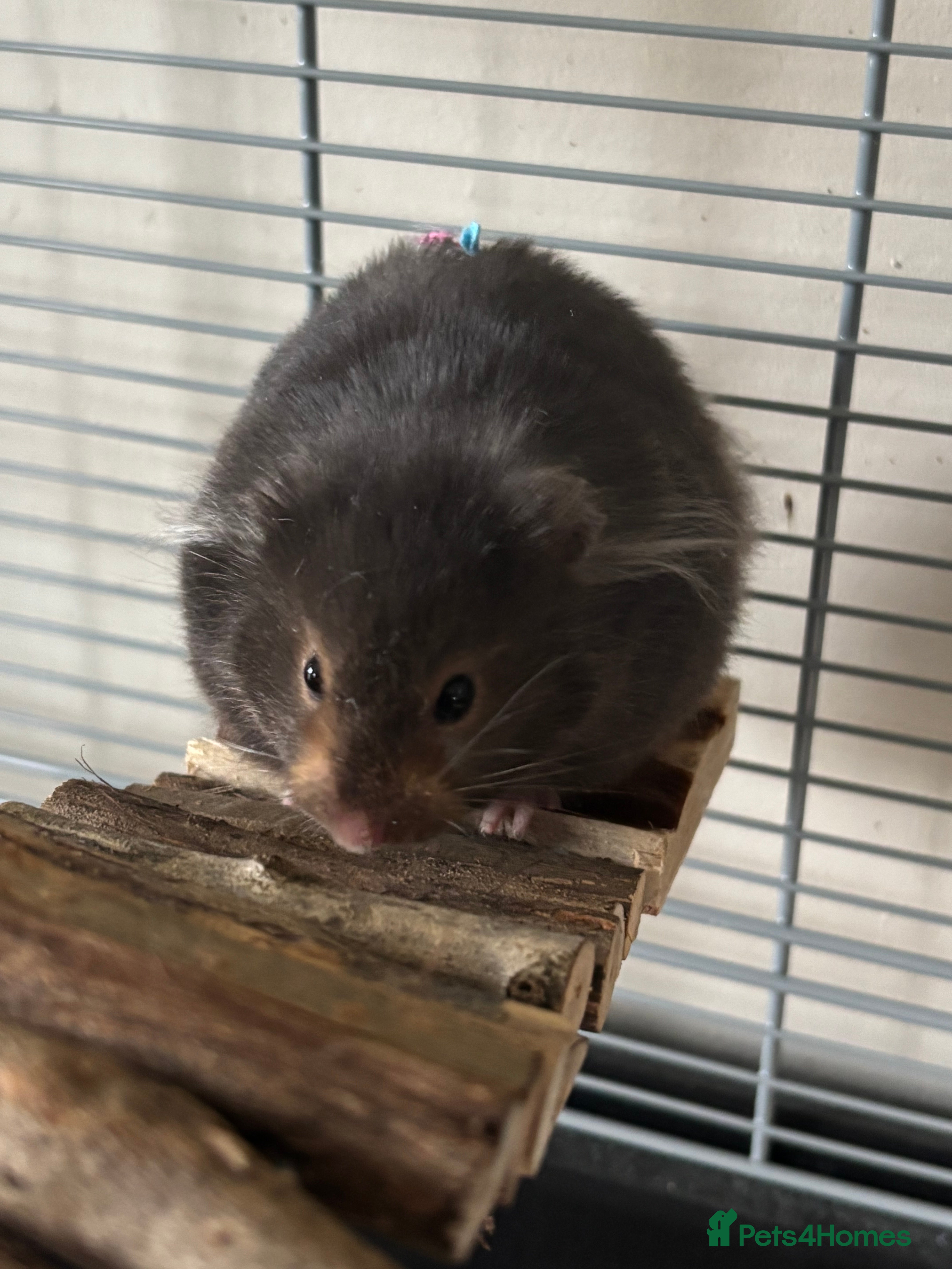 Hamster rodents Syrian Hamster - Advert 1