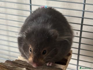 Hamster rodents Syrian Hamster - Advert 1