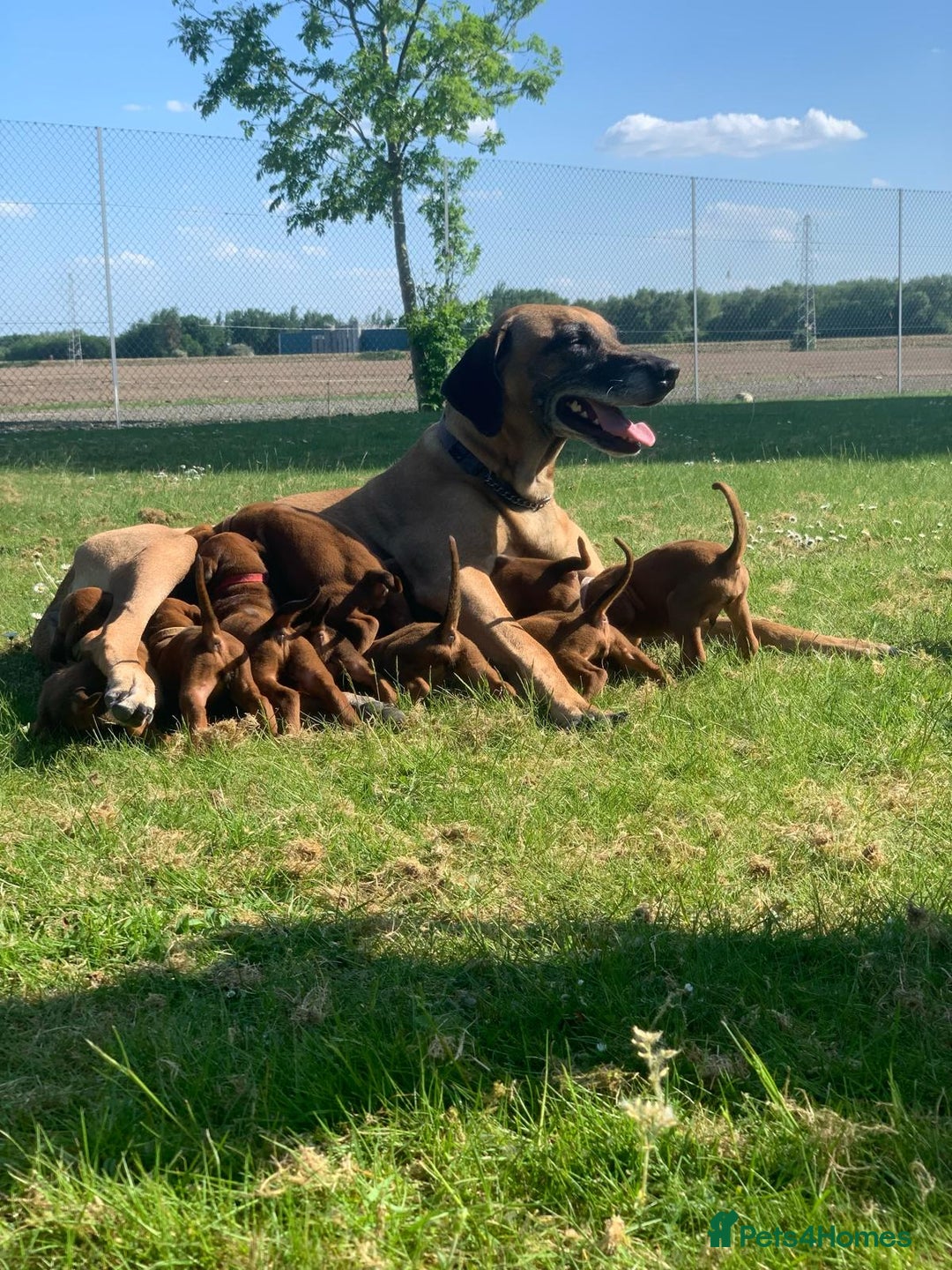 Rhodesian Ridgeback dogs for sale: Rhodesian Rigeback puppies for sale in Deeside - Image 15